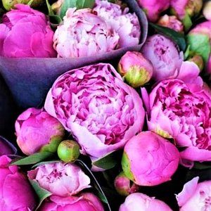 Meet your Posher, Jen